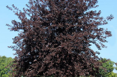 Prunus virginiana ´ Schubert ´ Clt.30 12/14 cm Štandard