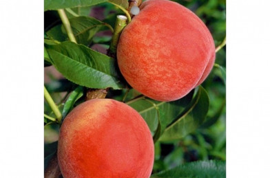 Prunus persica ´ Harnas´ podp. Rakonievická VK