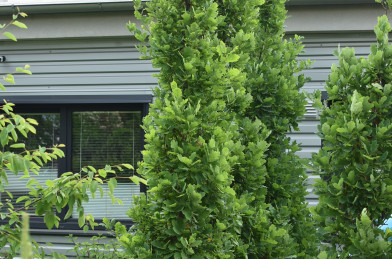Quercus robur ´ Fastigiata ´ Clt.70