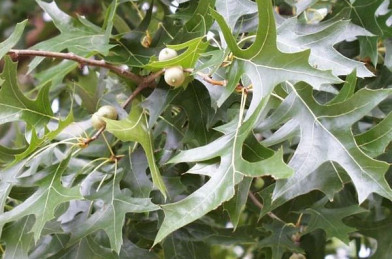 Quercus pallustris Clt.50 12/14 cm Štandard