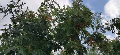Quercus palustris Clt.30 10/12 cm Štandard