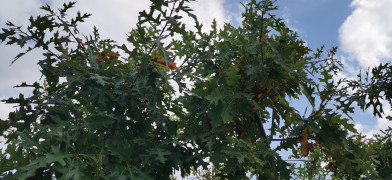Quercus palustris Clt.55 10/12 cm Štandard