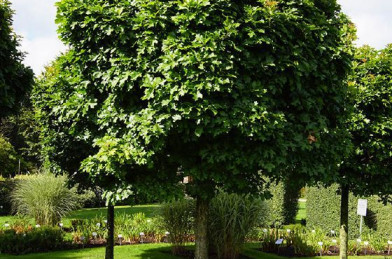 Quercus Palustris ´ Green Dwarf ´ CLT.25 8/10 cm Štandard