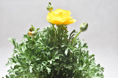 Ranunculus asiaticus žltý P14