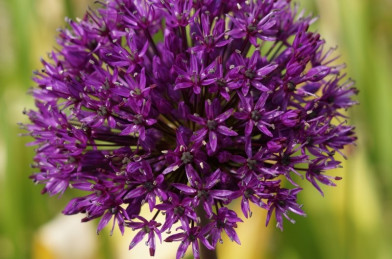 cibuľoviny - Allium ´ Purple Sensation ´