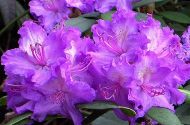Rhododendron ´ Alfred ´ Clt.5 20-40 cm