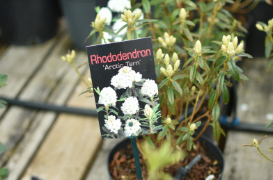 Rhododendron ´ Arctic Tern ´ Clt.2 20-40 cm