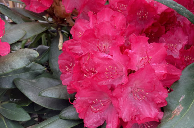 Rhododendron ´ Astrid ´ Clt.5