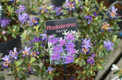Rhododendron ´ Azurika ´ Clt.2 20-40 cm