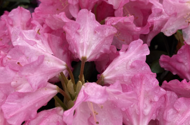 Rhododendron ´ Kalinka ´ Clt.5