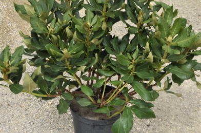 Rhododendron ´ Nova Zembla ´ Clt.5