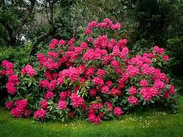 Rhododendron ´ Nova Zembla ´ Clt.2 20-40 cm