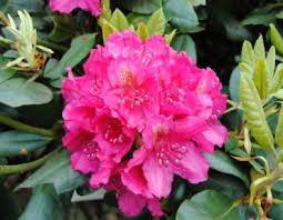 Rhododendron ´ Pearce´s American Beauty ´ Clt.3 20-40 cm