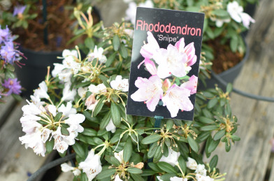 Rhododendron ´ Snipe ´ Clt.2