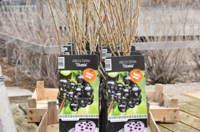Ribes nigrum ´ Titania ´ Clt.1,5-2