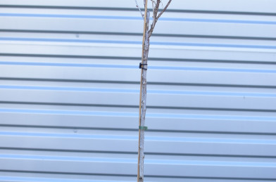 Ribes nigrum ´ Titania ´ stromčeková Clt.2