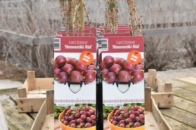 Ribes uva-crispa ´ Hinnonmäki Röd ´ Clt.2