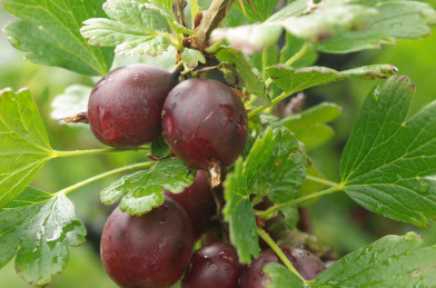 Ribes uva-crispa ´ Captivator ´ Clt.5