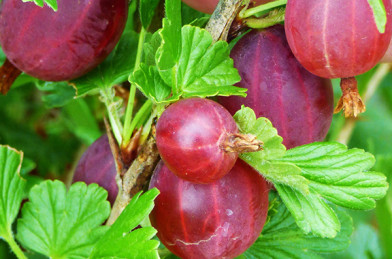 Ribes uva-crispa ´ Hinnonmäki Röd ´