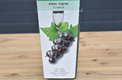 Ribes nigrum ´ Titania ´ VK podp.Meruzalka