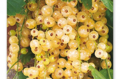 Ribes rubrum ´ Versailský Bíly ´ VK podp. Meruzalka