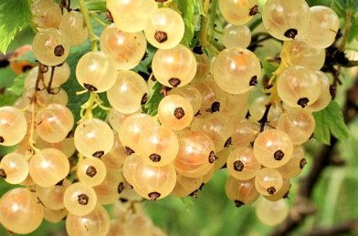 Ribes rubrum ´ Versailský Bíly ´ VK podp.Meruzalka