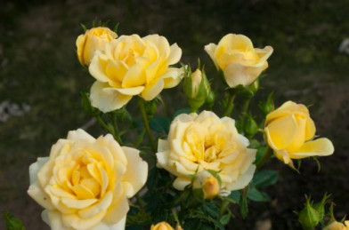 Rosa ´ Yellow Fairy ´ P11 20-40 cm - žltá
