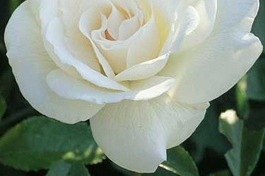 Rosa ´ Bianco Puro ´ LV14 1/2 Štandard