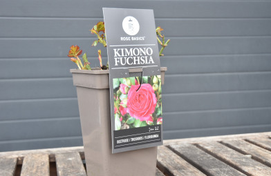 Rosa ´ Kimono Fuchsia ´ Clt.3