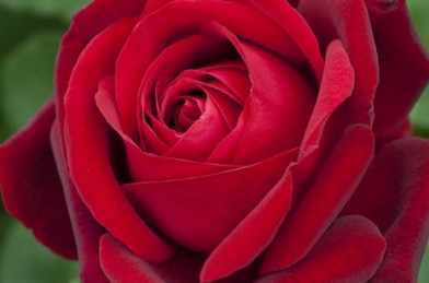 Rosa ´ Rosso Scuro ´ LV14 1/2 Štandard