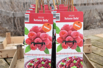 Rubus idaeus ´ Autumn Belle ´ Clt.2