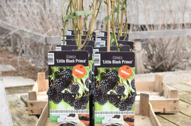 Rubus fruticosus ´ Little Black Prince ´ Clt.2
