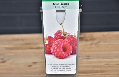 Rubus idaeus ´ Glen Dee ´ Clt.2 30-40 cm