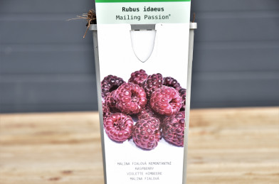 Rubus idaeus ´ Malling Passion ´ Clt.2 30-40 cm