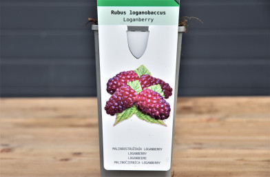 Rubus loganobaccus ´ Loganberry ´ Clt.2 30-40 cm