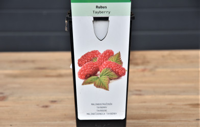 Rubus hybridus ´ Tayberry ´ Clt.2 30-40 cm RP ZC