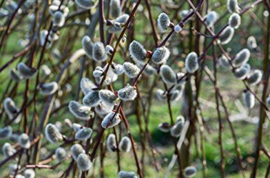 Salix caprea ´ Kilmarnock ´ Clt.3 100