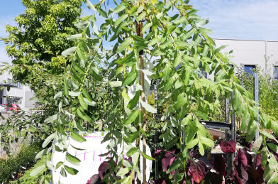Salix x integra ´ Pendula ´ Clt.5 180 cm
