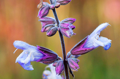 Salvia officinalis ´ Berggarten ´ K9