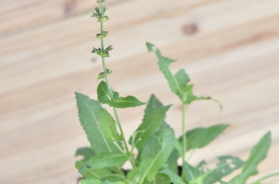 Salvia nemorosa ´ Mainacht ´ P9