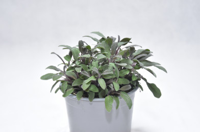 Salvia officinalis ´ Purpurea´ P14