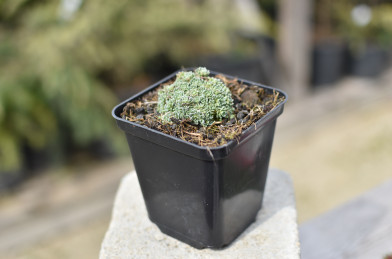 Saxifraga paniculata ´ Minutifolia ´ K9