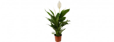 Spathiphyllum ´ Pearl Cupido ´ Clt. 15 cm