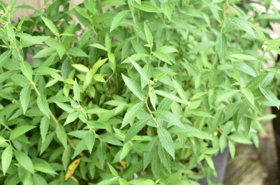 Spiraea japonica ´ Genpei ´ Clt.5 40-60cm