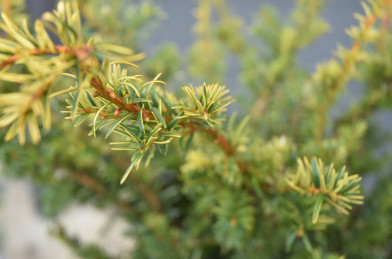 Taxus baccata ´ Goud Elsje ´ Clt.10 50 cm