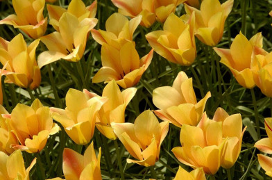 cibuľoviny - Tulip ´ Batalini Bronze ´