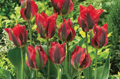 cibuľoviny - Tulip ´ Hollywood ´