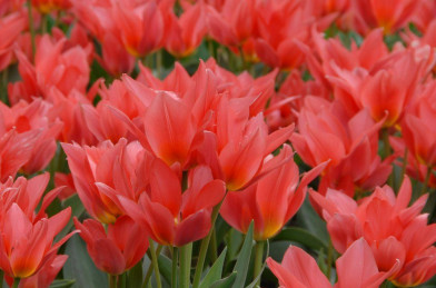 cibuľoviny - Tulip ´ Toronto ´