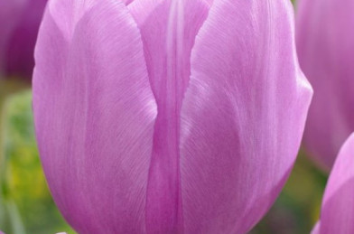 cibuľoviny - Tulip ´ Alibi´