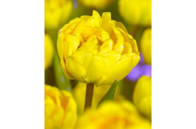 cibuľoviny - Tulip ´ Yellow Pomponette ´